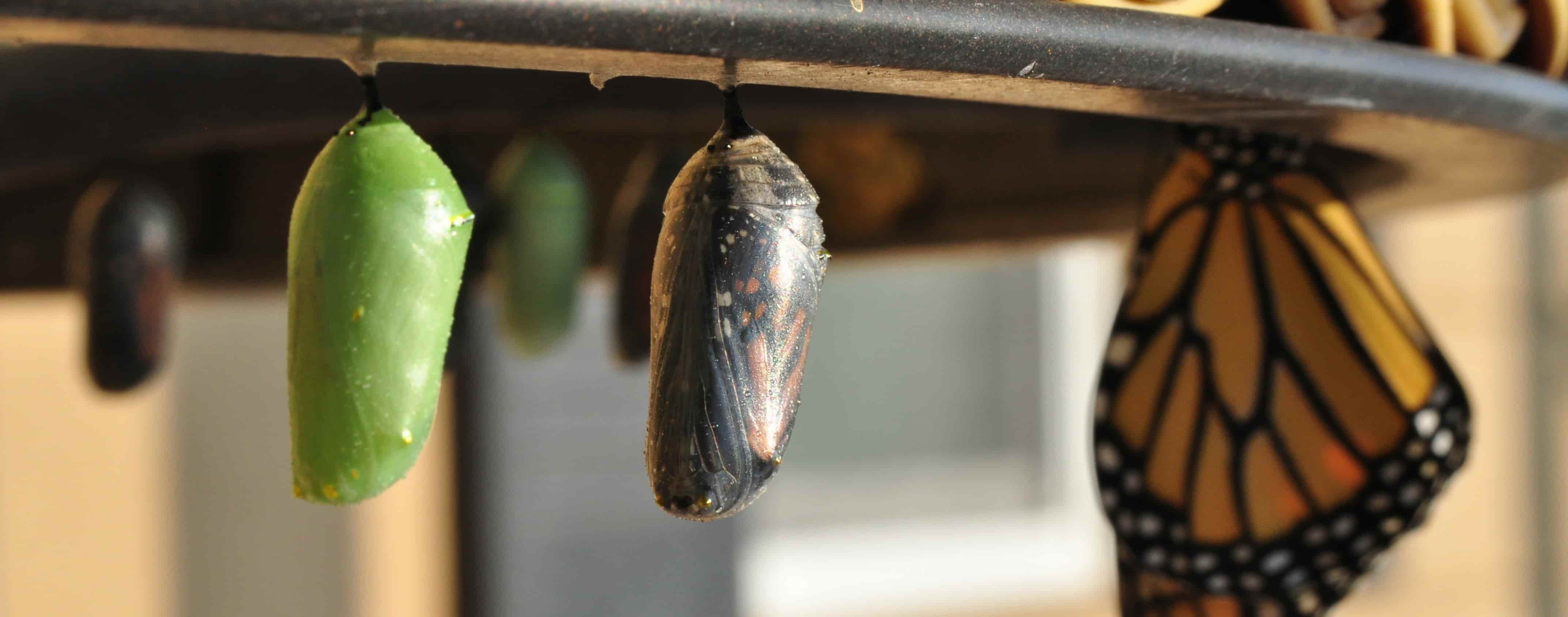 Dönüşüm Yolculuğu